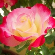 Trandafiri englezi celebre soiuri și grija pentru ei