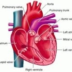 Clinica de insuficiență aortică, diagnostic - jurnal medical