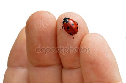 Applique Ladybug színes papírból fényképekkel és videókkal