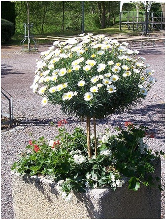 Arghanthemum arbustum (argyanthemum frutescens)