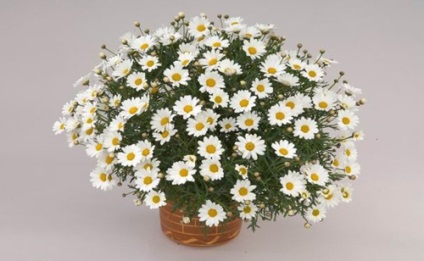 Argyranthemum - musetel sau crizanteme daisy