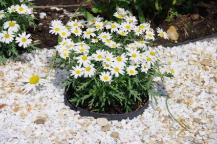 Argyranthemum - plante erbacee pentru teren deschis