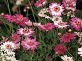 Argyranthemum - plante erbacee pentru teren deschis