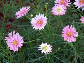 Argyranthemum - plante erbacee pentru teren deschis