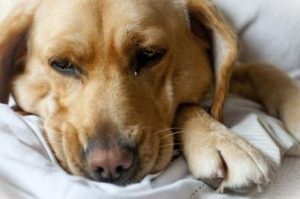 Autoimună anemie hemolitică la câini - o rețea de centre veterinare - fagure de miere