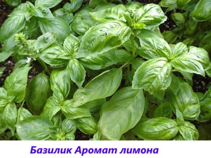 Basil - fotografie și descriere a soiurilor și speciilor, tonul vegetal, violet, verde, lamaie, parfumat,