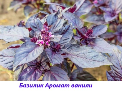 Basil - fotografie și descriere a soiurilor și speciilor, tonul vegetal, violet, verde, lamaie, parfumat,