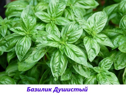 Basil - fotografie și descriere a soiurilor și speciilor, tonul vegetal, violet, verde, lamaie, parfumat,