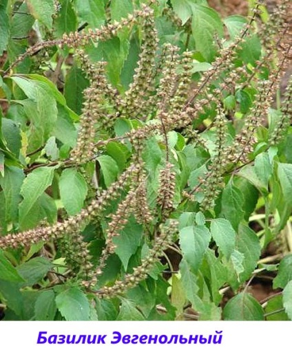 Basil - fotografie și descriere a soiurilor și speciilor, tonul vegetal, violet, verde, lamaie, parfumat,