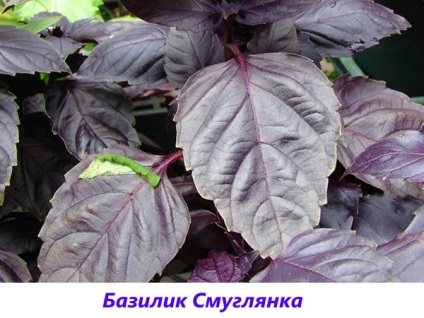 Basil - fotografie și descriere a soiurilor și speciilor, tonul vegetal, violet, verde, lamaie, parfumat,