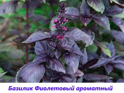 Basil - fotografie și descriere a soiurilor și speciilor, tonul vegetal, violet, verde, lamaie, parfumat,