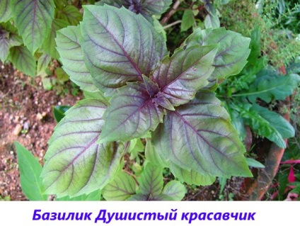 Basil - fotografie și descriere a soiurilor și speciilor, tonul vegetal, violet, verde, lamaie, parfumat,