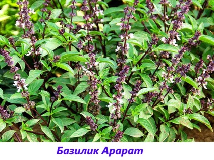 Basil - fotografie și descriere a soiurilor și speciilor, tonul vegetal, violet, verde, lamaie, parfumat,