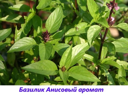 Basil - fotografie și descriere a soiurilor și speciilor, tonul vegetal, violet, verde, lamaie, parfumat,