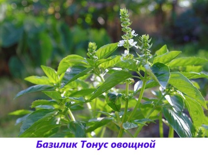 Basil - fotografie și descriere a soiurilor și speciilor, tonul vegetal, violet, verde, lamaie, parfumat,