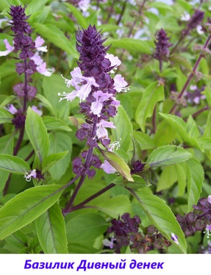 Basil - fotografie și descriere a soiurilor și speciilor, tonul vegetal, violet, verde, lamaie, parfumat,