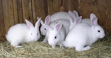 Gigantii albi (iepuri) descrie rasa si cresterea animalelor