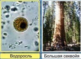 Біологія 5 клас різноманітність, поширення, значення рослин