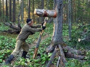 Afacerea cu fructe cu coajă lemnoasă colectează și prelucrează nucile de pin în miez ca afacere, echipamente,