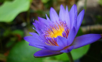 Extract de lotus albastru, extract de frunze de albastru de lotus, furnizor de nuciferină, producător lotus albastru