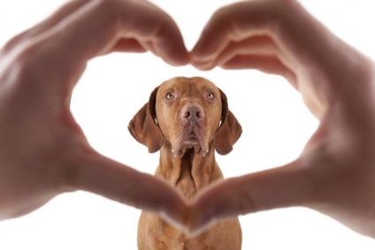 Болест на сърцето при кучета симптоми и лечението