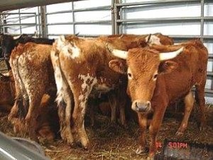 Szarvasmarhák betegségei, fertőző enterotoxémia