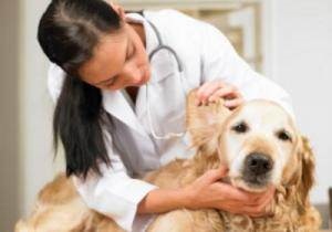 Boli de urechi la câini cauze, simptome, tratament și de prevenire - viața mea