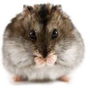 Boli ale hamsterilor, prevenirea și tratamentul acestora