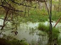 Marte - rezerve ecologice ale naturii