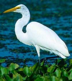 Велика біла чапля (ardea alba) біла чапля, ареал опис забарвлення великий чаплі, розмір голос