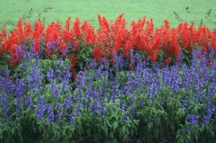 Salvia descriere strălucitoare, flori de fotografie, însămânțare, îngrijire
