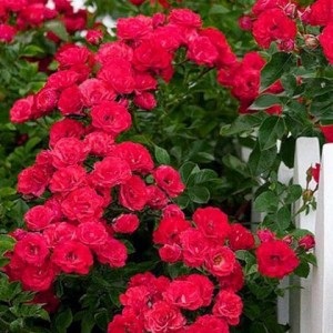 Ceai Rose - proprietăți utile - reteta gem de trandafiri, plante medicinale și ierburi