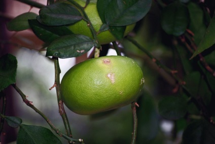 Fructele Cherimoya - proprietăți utile și contraindicații