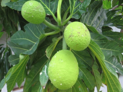 Fructele Cherimoya - proprietăți utile și contraindicații