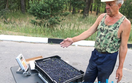 Fekete pénz vagy aki pénzt keres az áfonya-üzletben