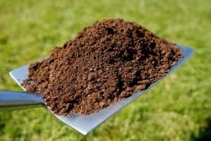 Ce poate fi fertilizat cu gunoi proaspăt și cum?
