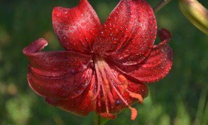 Ce înseamnă roșu valoarea roșie în psihologie, floristică, interior, ls