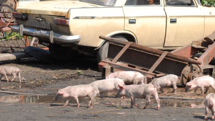 Care este pesta porcină africană și este periculos pentru oameni