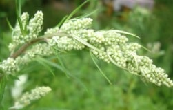 Mi a Rukkola és azzal, amit eszik (oldalirányban egyszerűen megadva) Mi a ruhola és mit eszik?