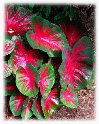 Flori de îngrijire caladium, fotografie și plante de creștere