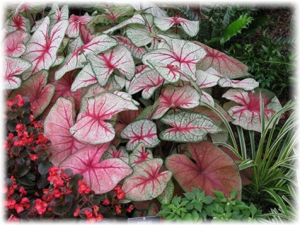 Flori de îngrijire caladium, fotografie și plante de creștere