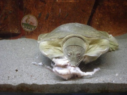 Farul-est de țestoasă (trionix chinezesc)