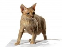 Devon Rex - fotografie pisica, descrierea rasei, personaj