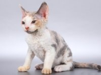 Devon Rex - fotografie pisica, descrierea rasei, personaj