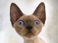 Devon Rex - fotografie pisica, descrierea rasei, personaj