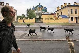 Az ember akciója a kóbor kutyákkal való találkozással, a Sergach kerületben