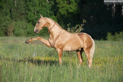 Napló - katyad - lovasok