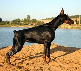 Doberman - mindent a fajtaról, a fajta történetéről, a kezelésről, a táplálkozásról, a Doberman-kiskutyákról