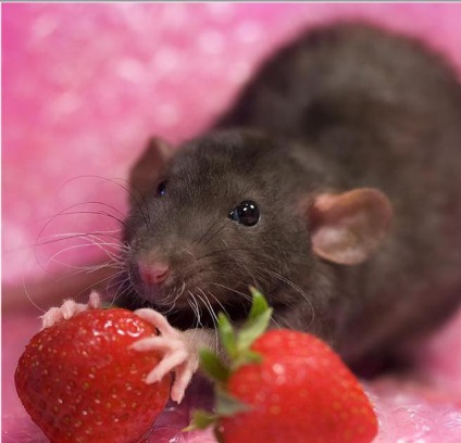 Házi patkányok áttekintése, tartalom, gondozás, etetés, tenyésztés