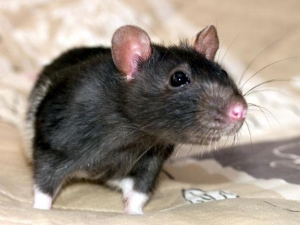 Revizuiri la domiciliu pentru șobolani, conținut, îngrijire, hrănire, reproducere